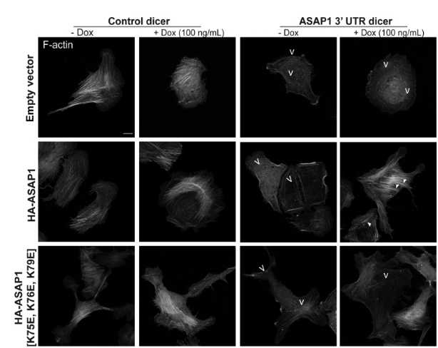 Partial view-A lysine-rich cluster in the N-BAR domain of ARF GTPase-activating protein ASAP1 is necessary for binding and bundling actin filaments