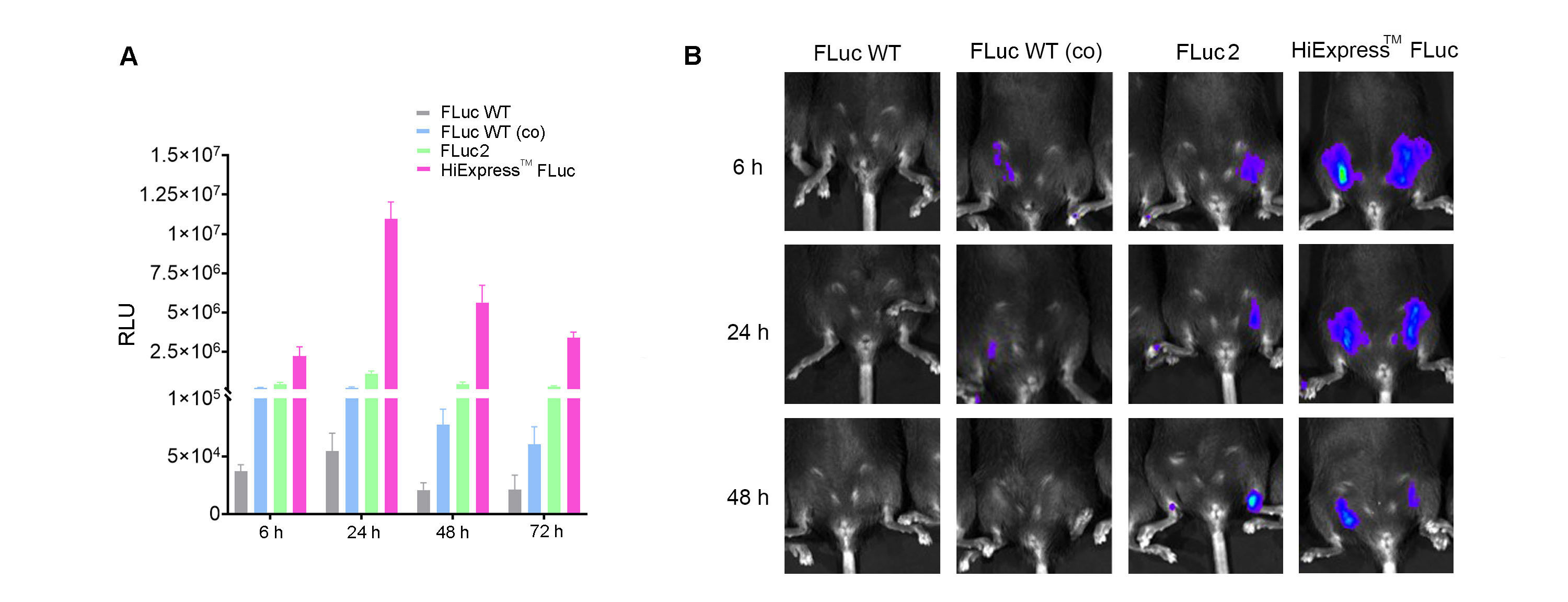 Luciferase activity in HEK293T cells and C57BL/6 mice being transfected with Firefly Luciferase mRNAs.