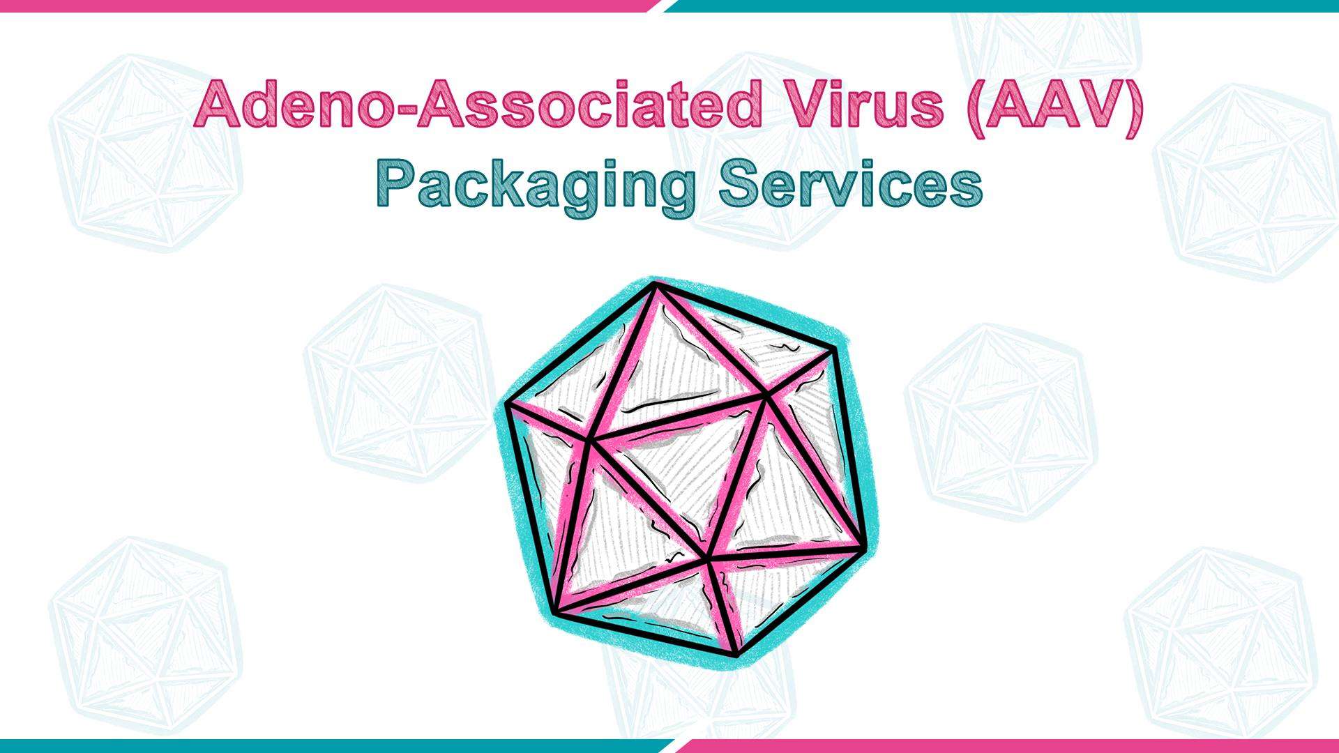 Adeno-Associated Virus (AAV) Packaging Services_VectorBuilder