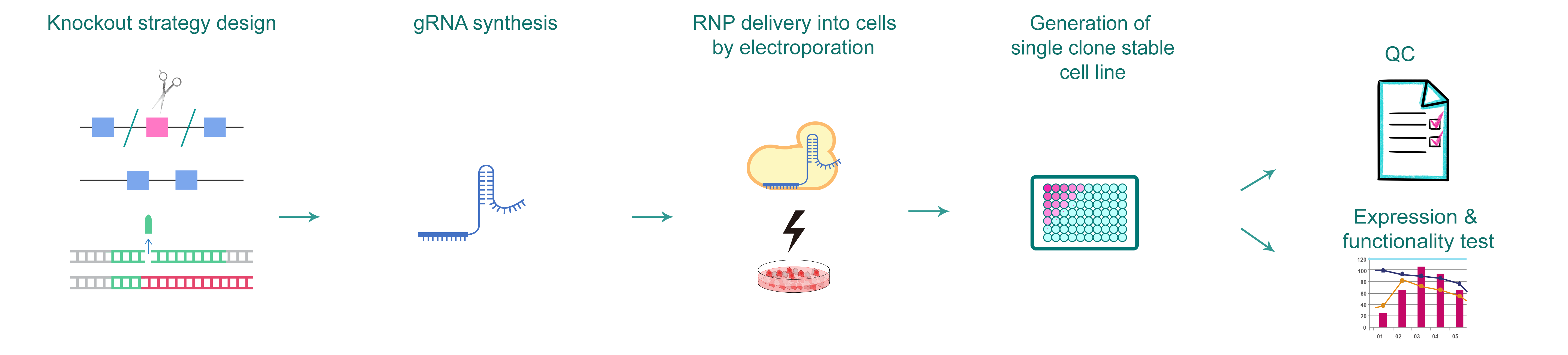 Workflow for CRISPR knockout stable cell line engineering