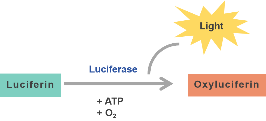 How luciferase works