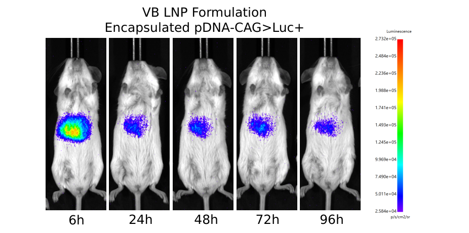 Novel formulation