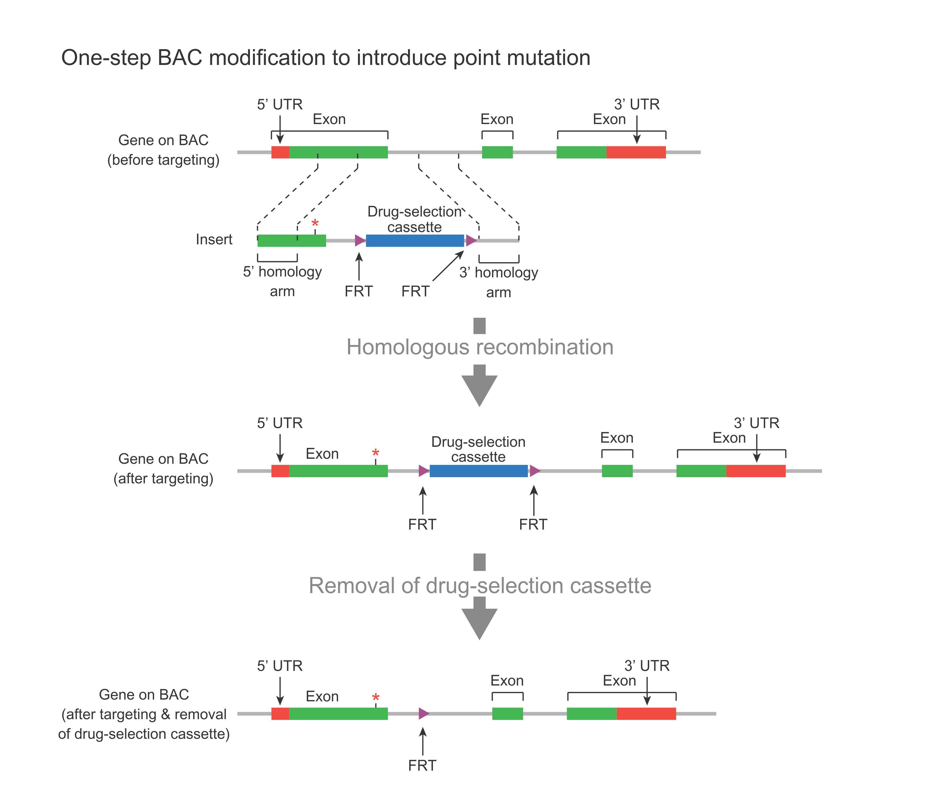 One-step BAC modification to introduce point mutation.