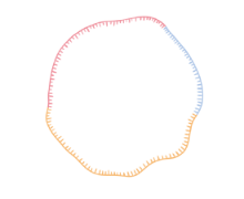 circle-RNA