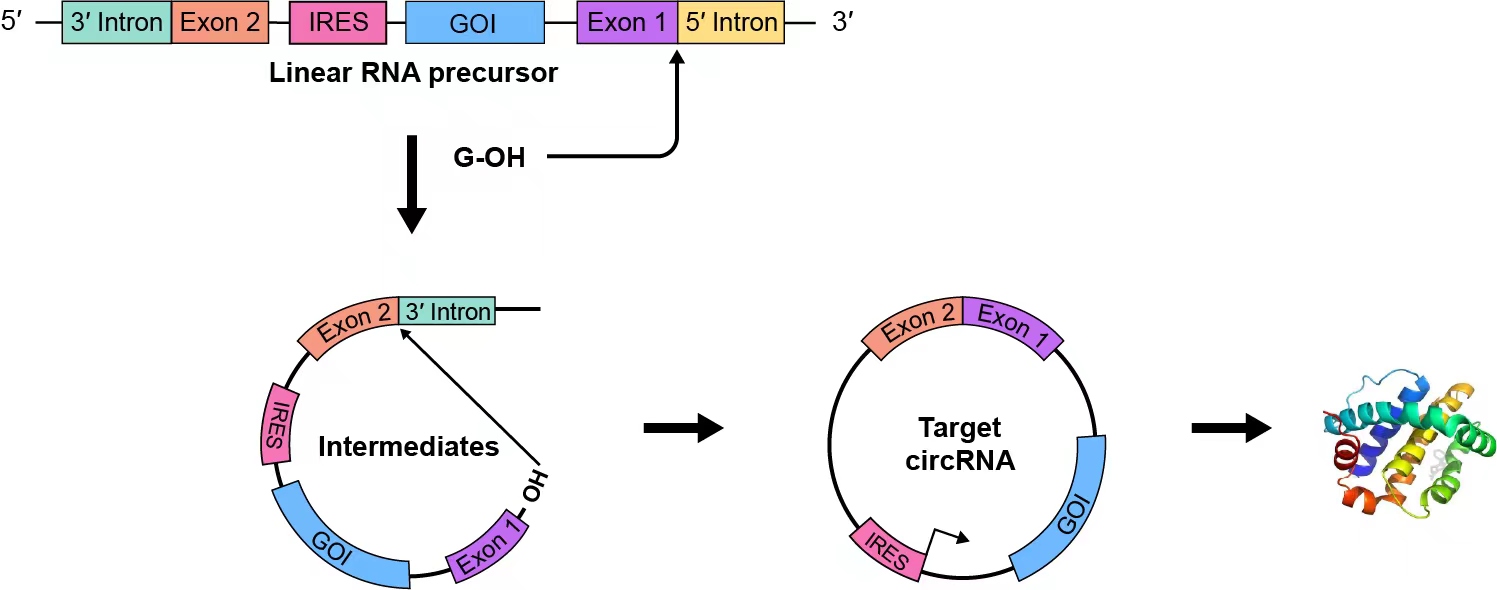 Mechanism_of_circRNA_self-splicing_and_generation_in_vitro