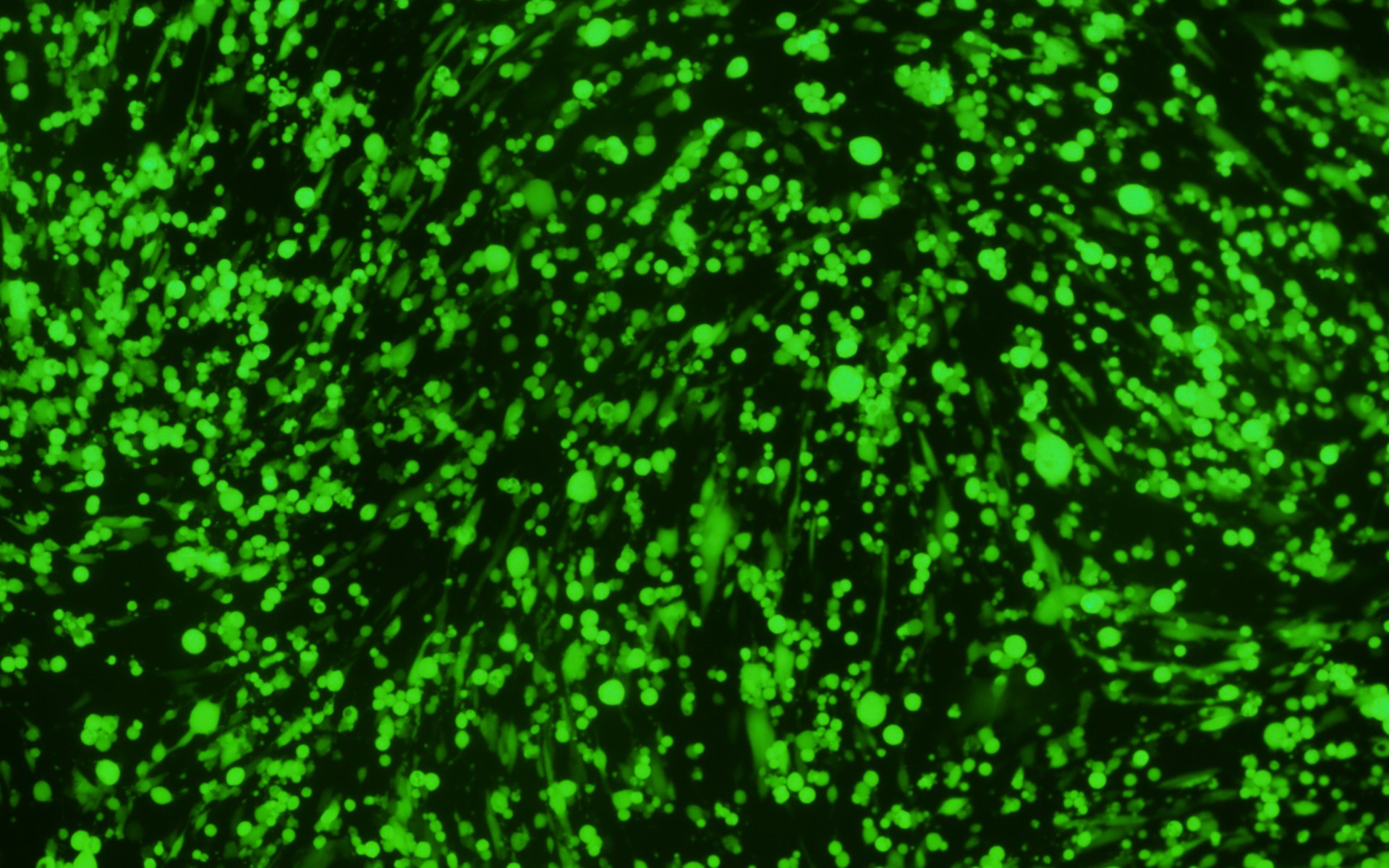 BHK-21 cells were transduced with VSV and presented strong EGFP fluorescent signal.