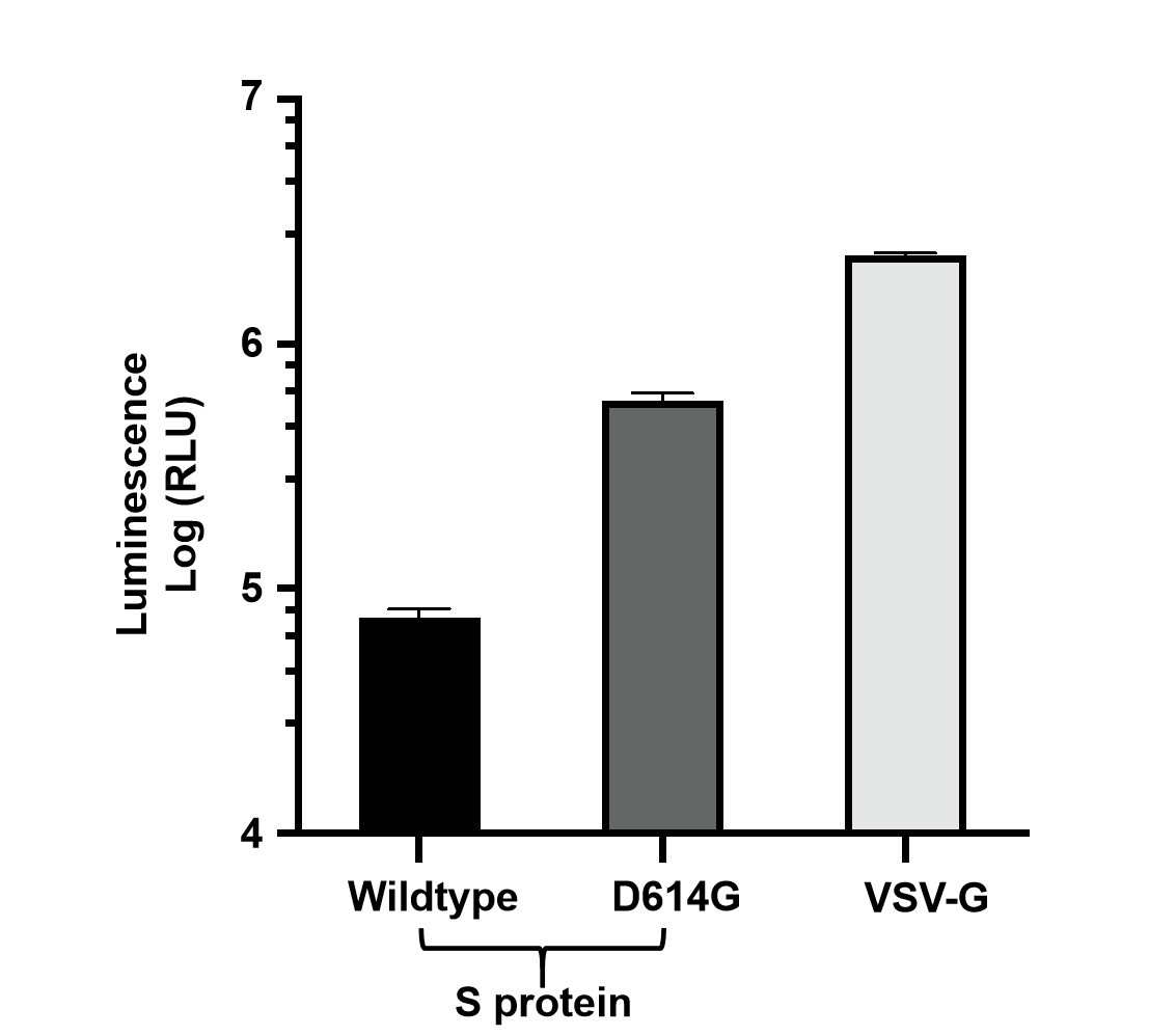 Luminescence of 293T-ACE2 cells transduced with luciferase-expressing lentivirus pseudotyped with wildtype S protein and its variants.
