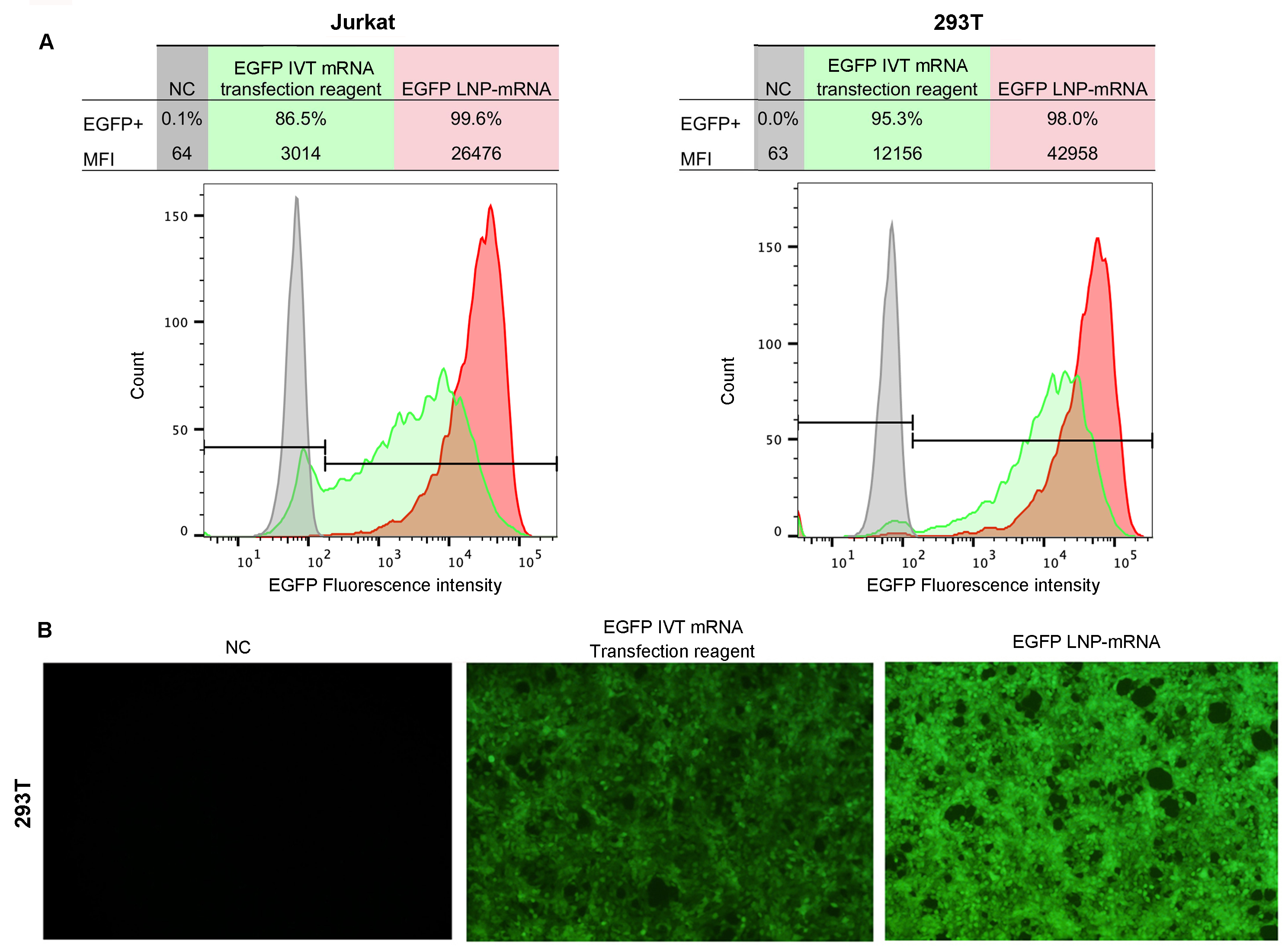 Flow cytometry analysis & fluorescent images for HeLa cells being transfected with EGFP expression IVT mRNA.