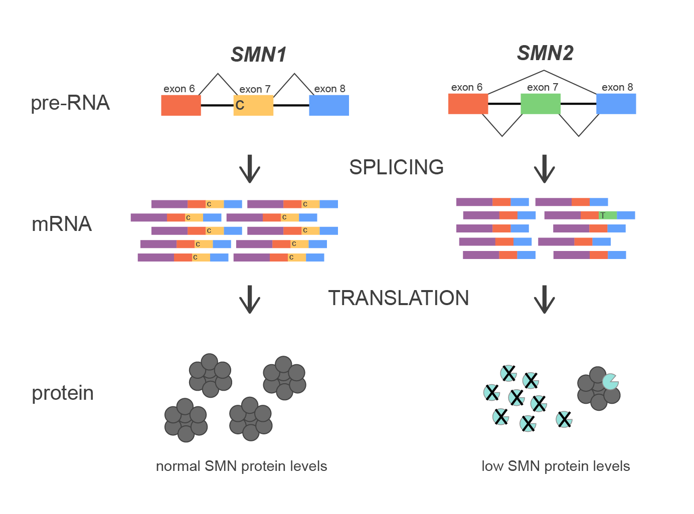  Diagram of splicing mechanism of SMN1 and SMN2 genes