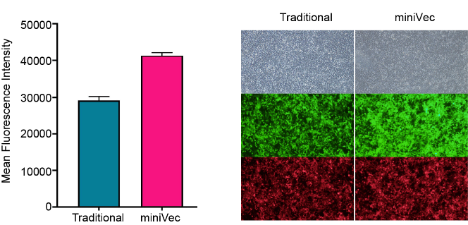 miniVec exhibits increased EGFP expression