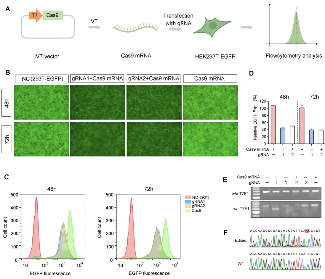 Co-transfected hSpCas9 mRNA and gRNA to 293T-EGFP cells and analyzed EGFP expression level by microscopy and flow cytometry.