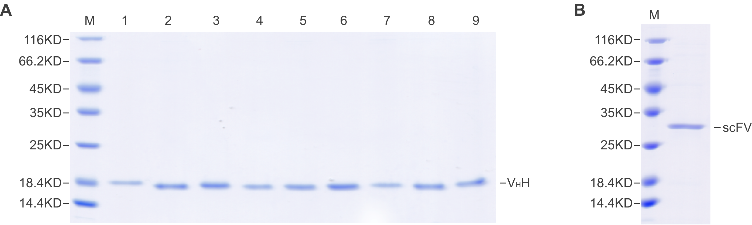 High-throughput VHH synthesis by CFPS. scFv synthesis by CFPS. The purity was determined to be >90% by SDS-PAGE.