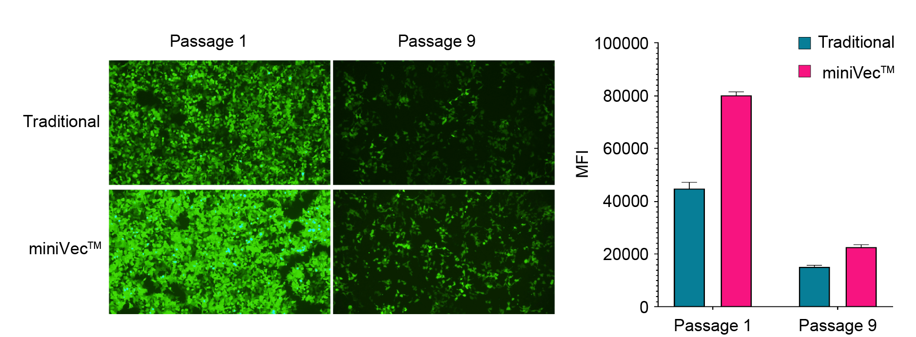 Comparative analysis of transposition efficiency between traditional and miniVecTM plasmids for sleeping beauty