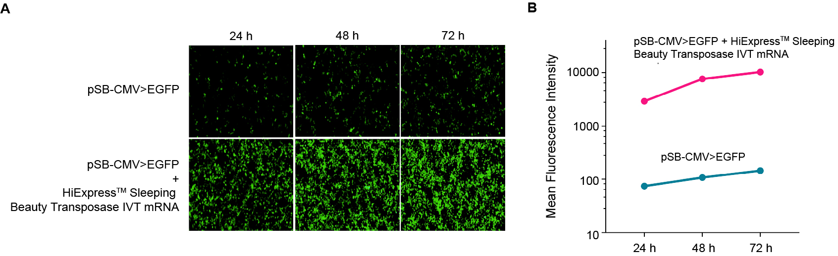 Validation of HiExpressTM Sleeping Beauty Transposase IVT mRNA