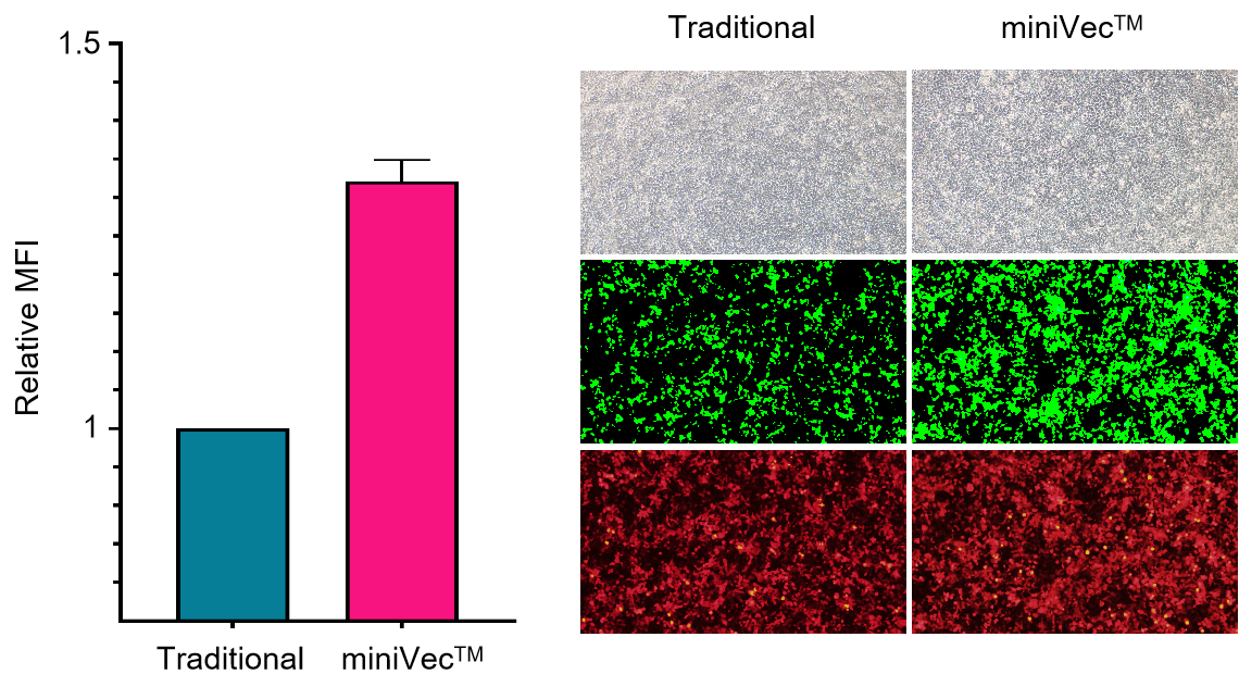 miniVecTM exhibits increased EGFP expression compared to traditional plasmids in HEK-293T cells 48 hours after equal molar transfection as measured by flow cytometry and fluorescence microscopy. 