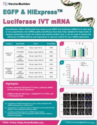 EGFP-and-HiExpress-Luciferase-IVT-mRNA