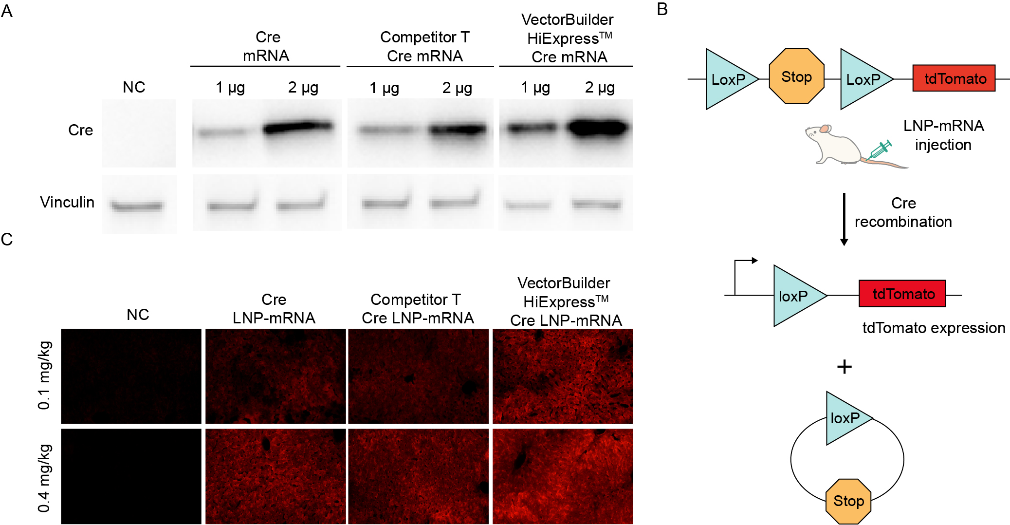 HiExpress Cre mRNA and LNP-mRNA expression