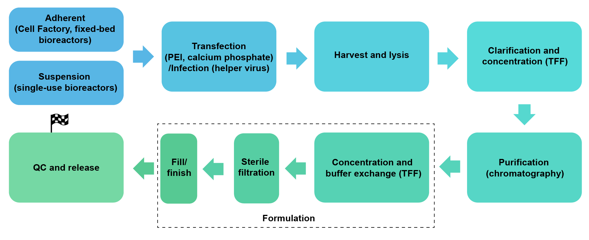 Adherent/Suspension > Transfection > Harvest and lysis > Clarification and concentration (TFF) > Purification > Formulation > QC.