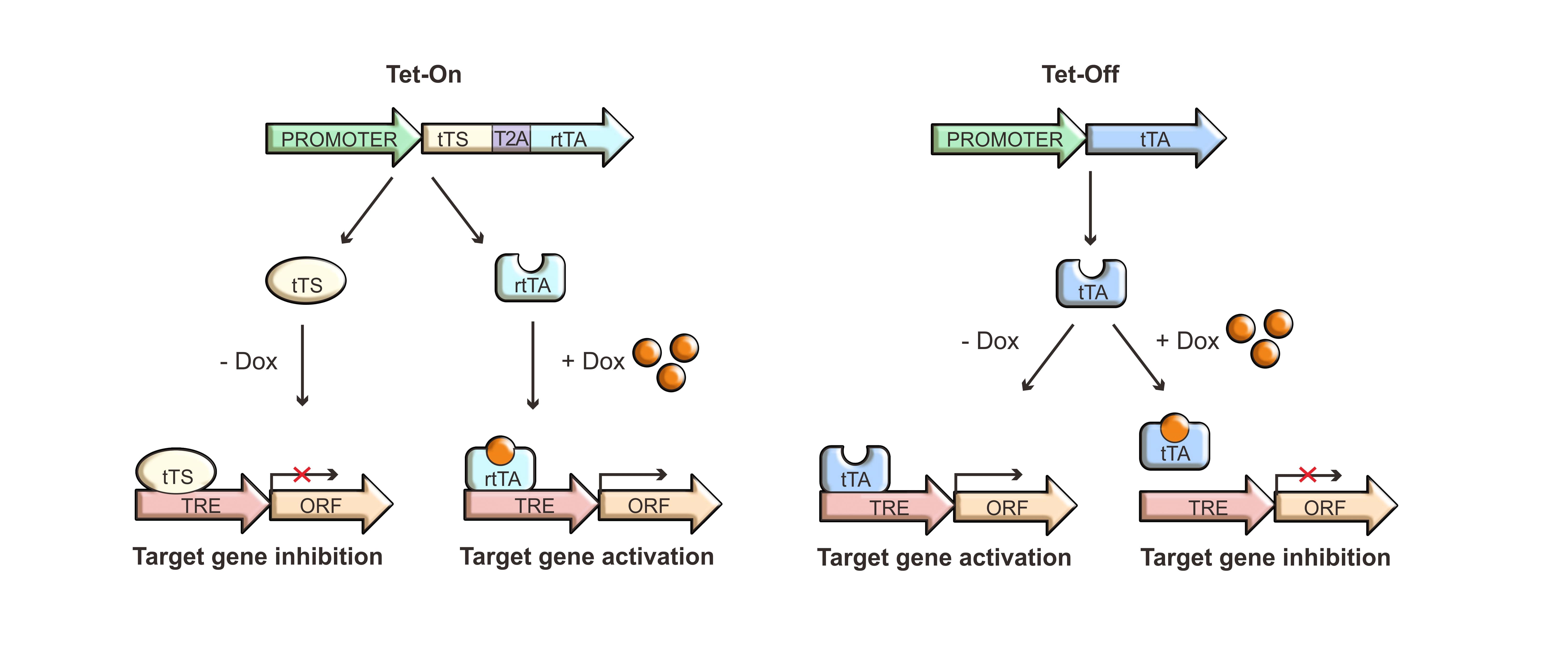 Using Tet-on and Tet-off systems to inhibit/activate target genes via applying doxycycline.