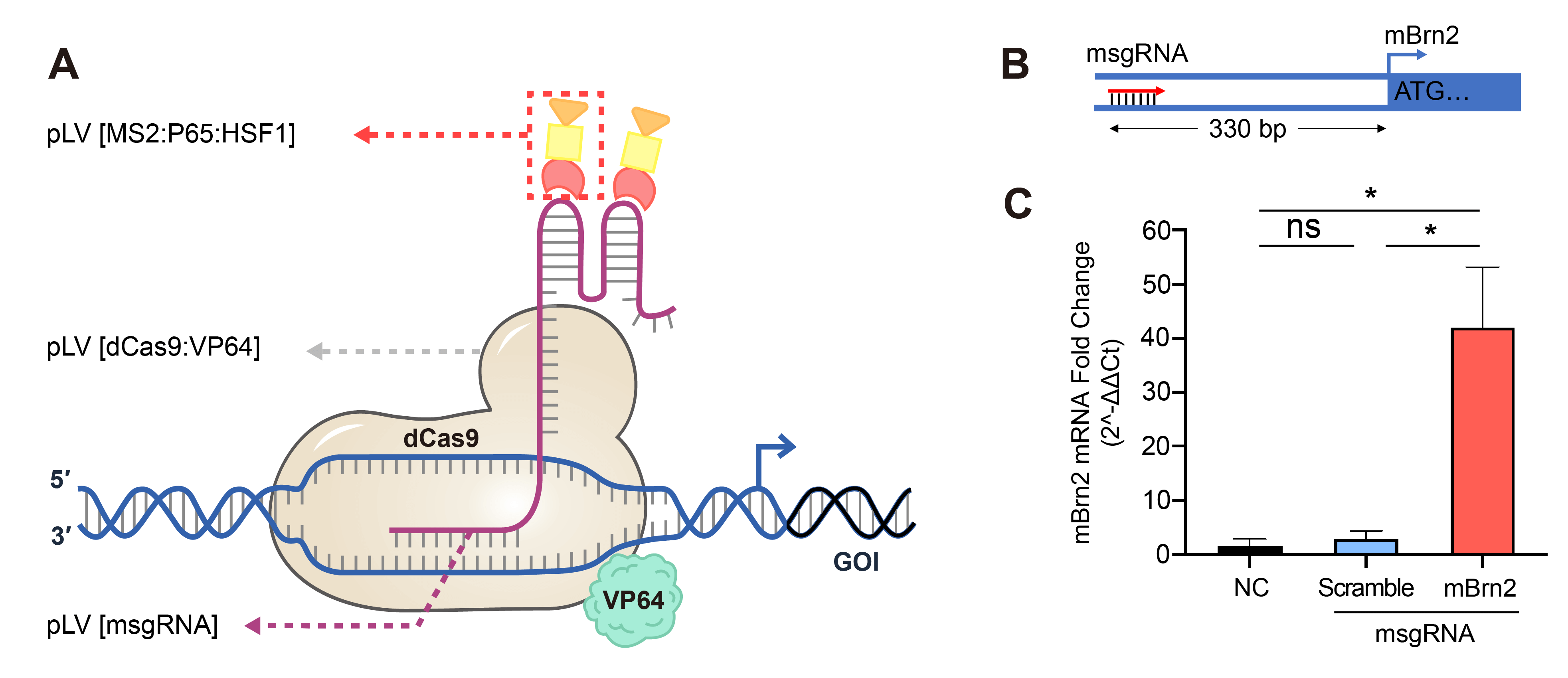 Case study: up-regulation of mouse Brn2 gene expression via CRISPR synergistic activation mediator system.