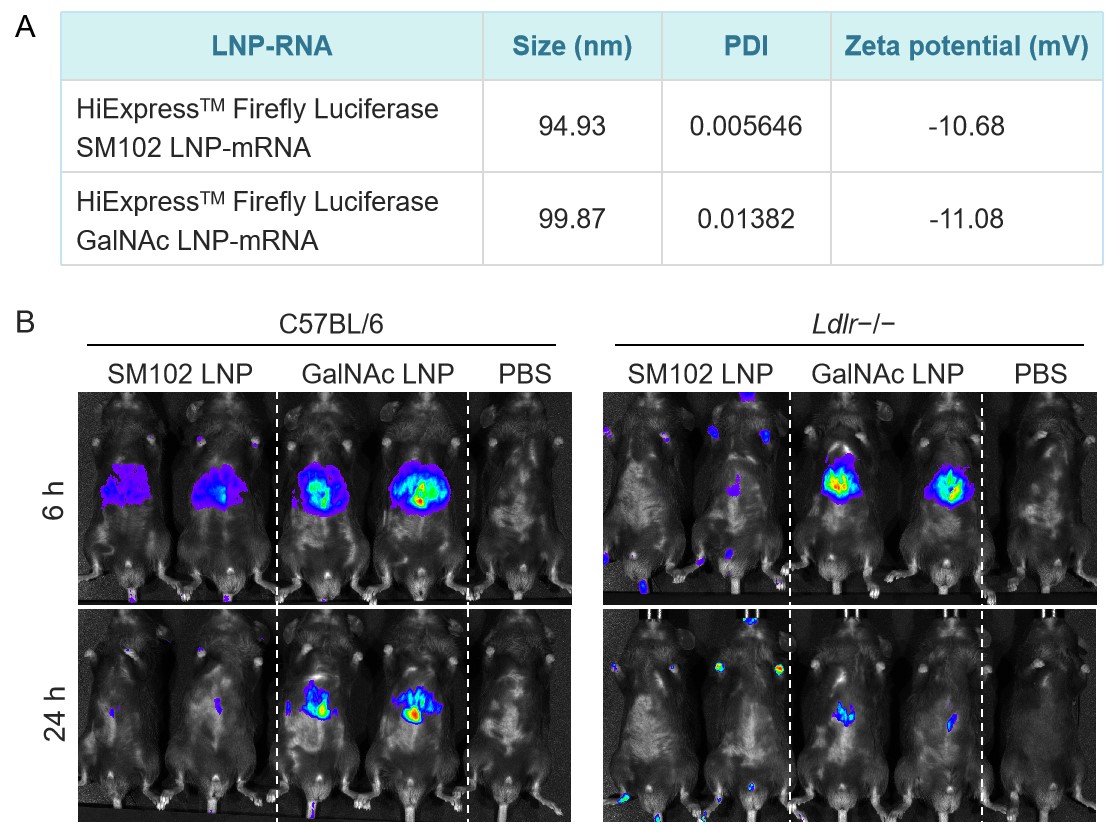 Efficient hepatic delivery of mRNA in Ldlr−/− mice using a GalNac-lipid nanoparticle (LNP).