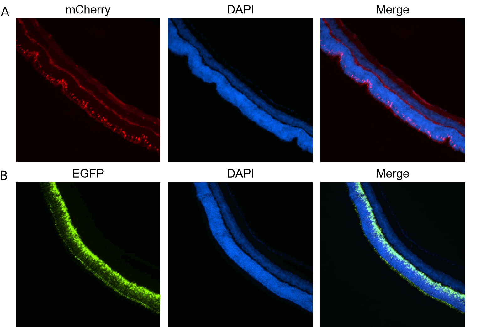 AAV8 expressing mCherry and EGFP in the retina of mice.