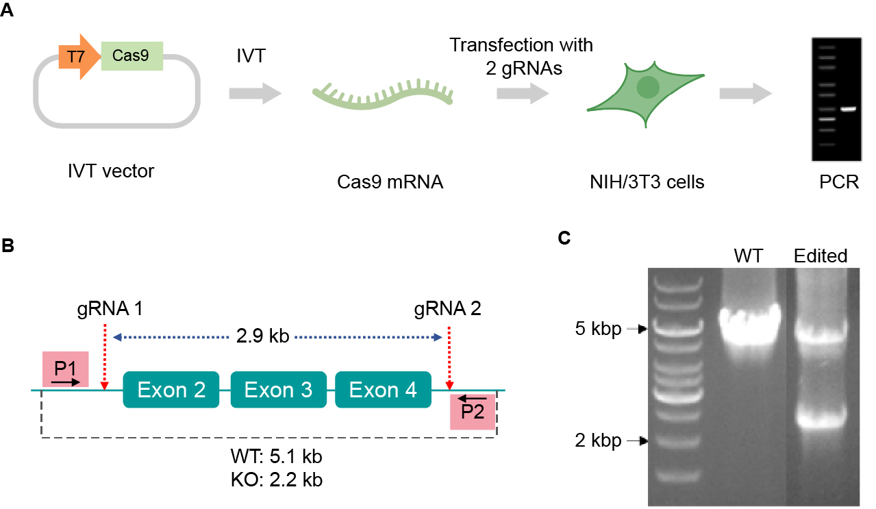 Validation_of_hSpCas9_mRNA_knockout_with_dual_gRNAs