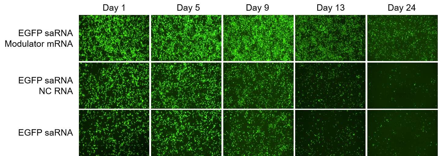 Self-amplifying RNA  saRNA  expression enhancement through co-expression of immune modulator mRNA