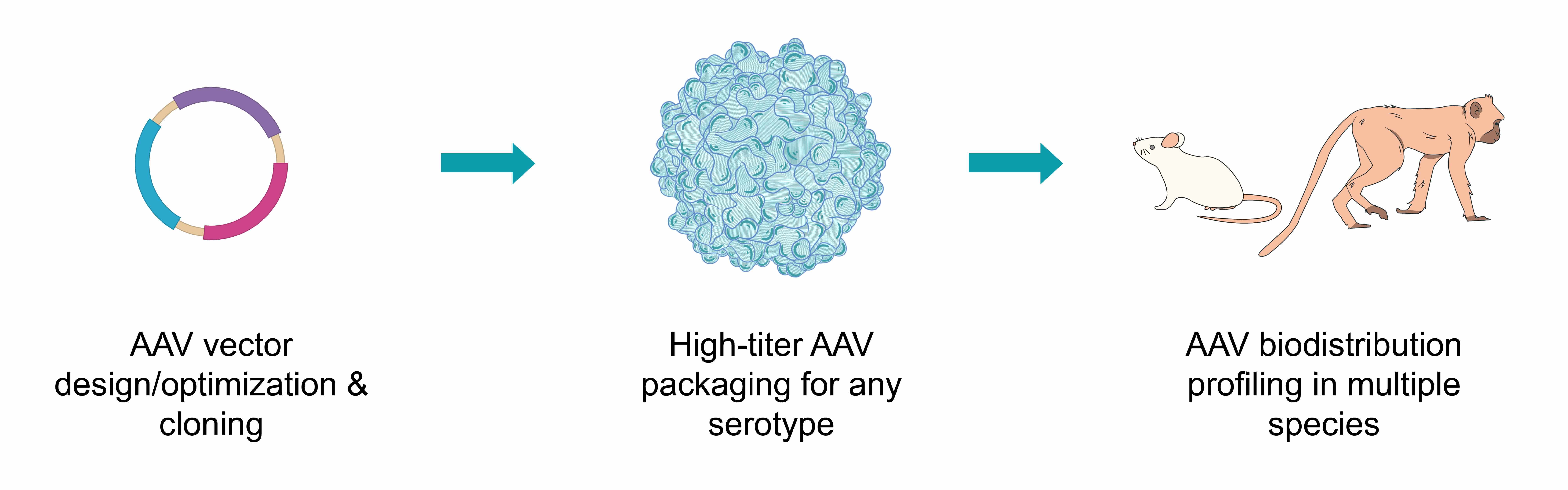 AAV vector optimization & design > AAV packaging for any serotype > AAV biodistribution profiling in multiple species.