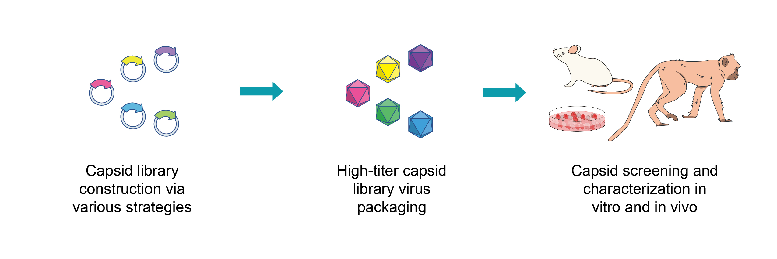 Capsid library construction > High-titer capsid virus packaging > Capsid screening and characterization in vitro and in vivo.