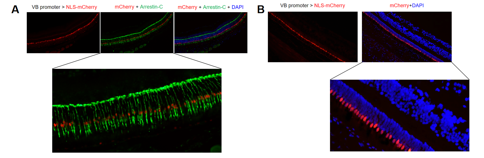 Functional characterization of a novel VB promoter identified from screening.png
