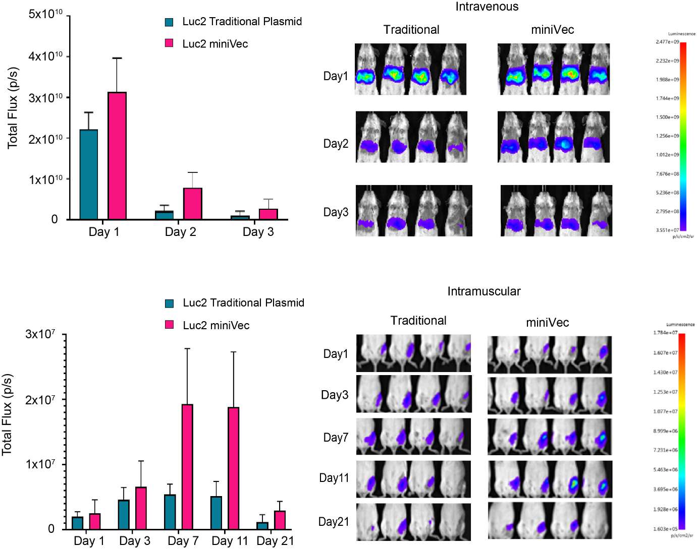 miniVecTM exhibits increased and prolonged luciferase expression compared to traditional plasmids in mice