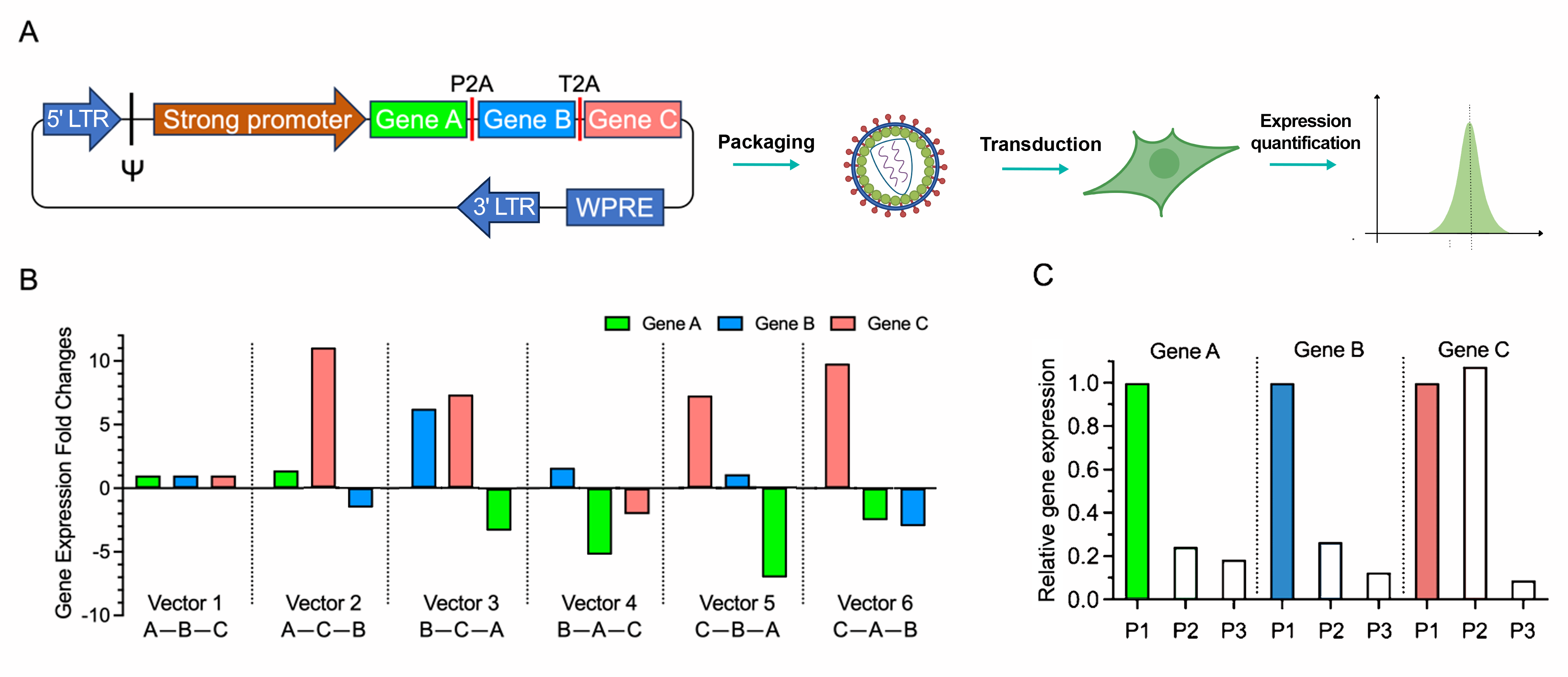 Comparison of position-dependent gene expression levels in 2A linked polycistronic vectors.