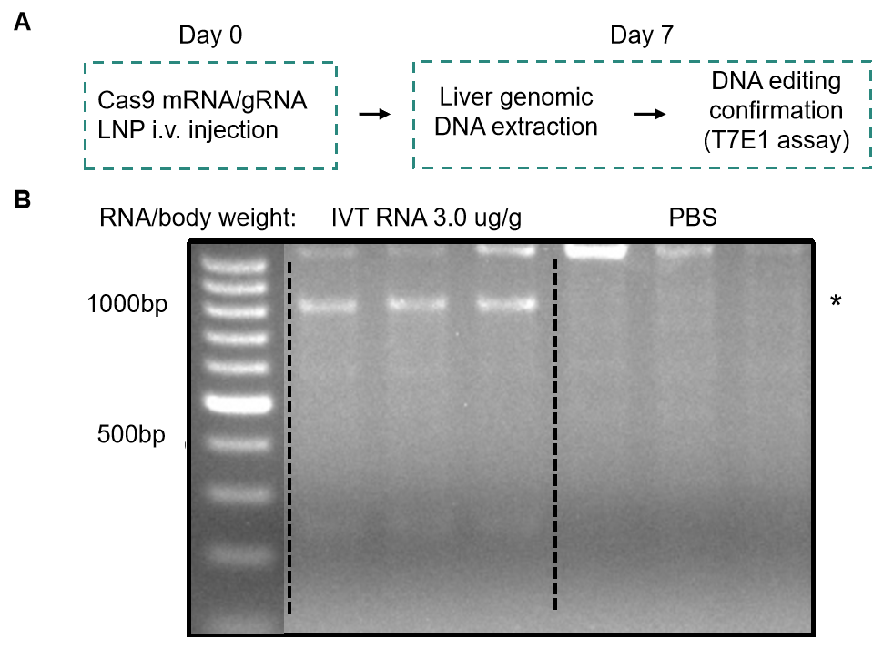 In vivo CRISPR IVT RNA knockout.