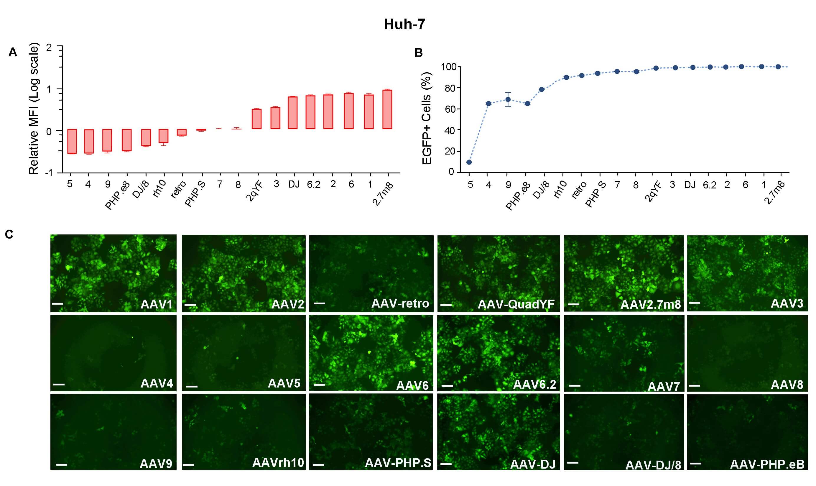Huh-7 cells were transduced with 18 serotypes of recombinant AAVs and presented strong EGFP fluorescent signals.
