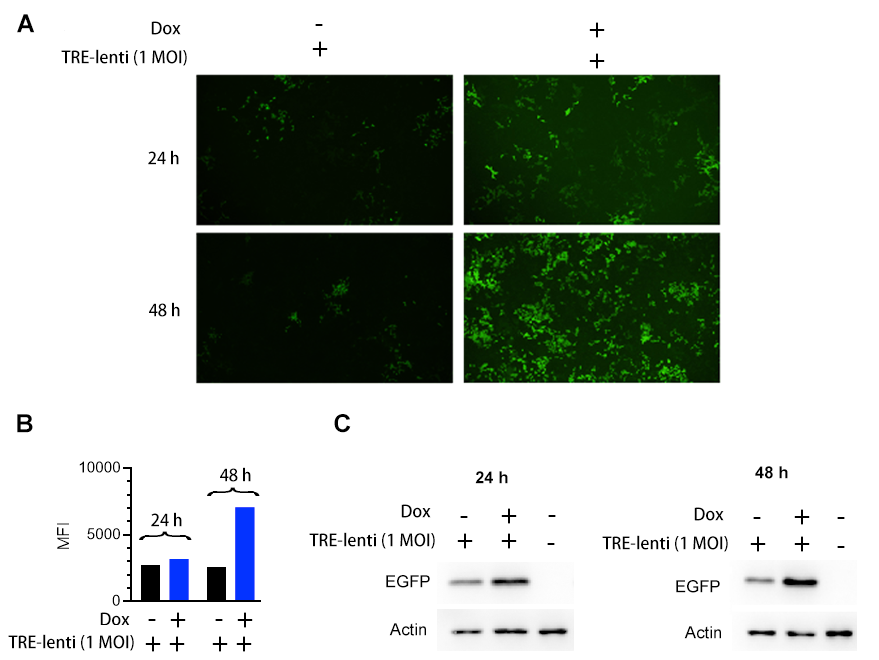 Tet inducible EGFP expression stable cell line validation