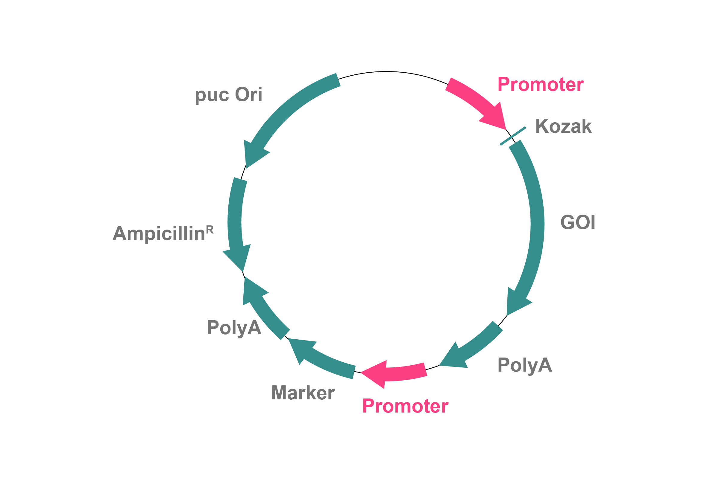 Figure1 Promoters