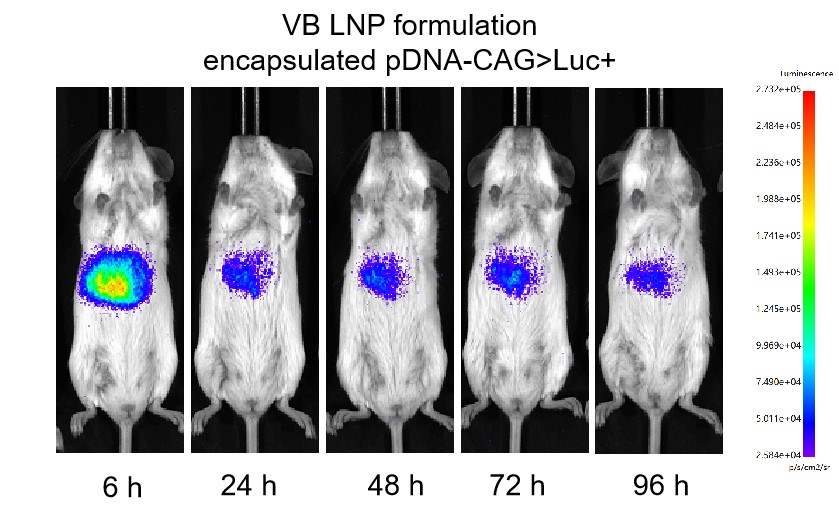 Novel formulation