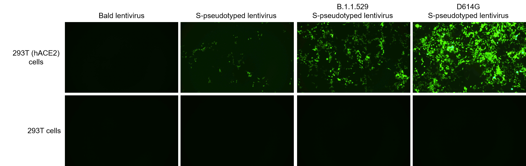 293T cell line transduced with SARS-CoV-2 S protein