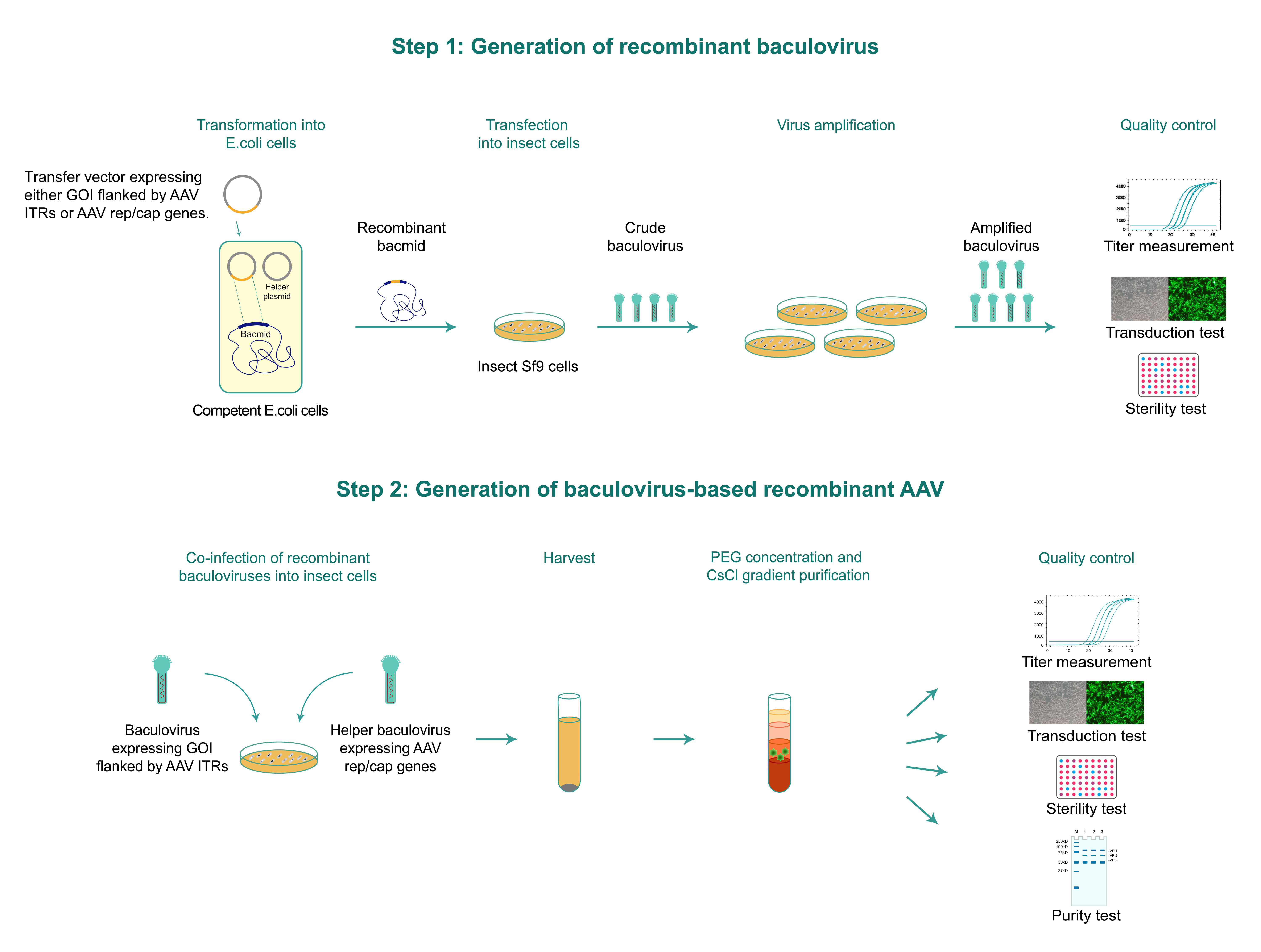 Typical workflow of baculovrius-based AAV packaging adn quality control.