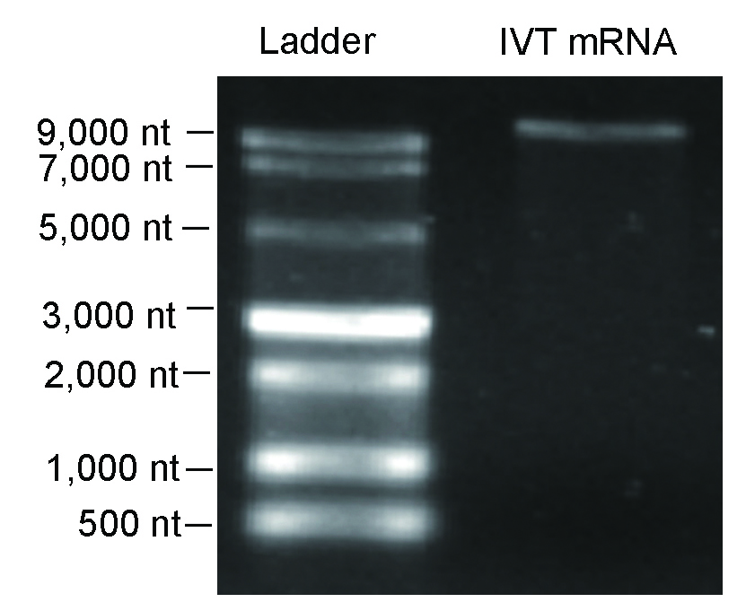 Agarose gel showing 10000 nt IVT mRNA integrity.jpg