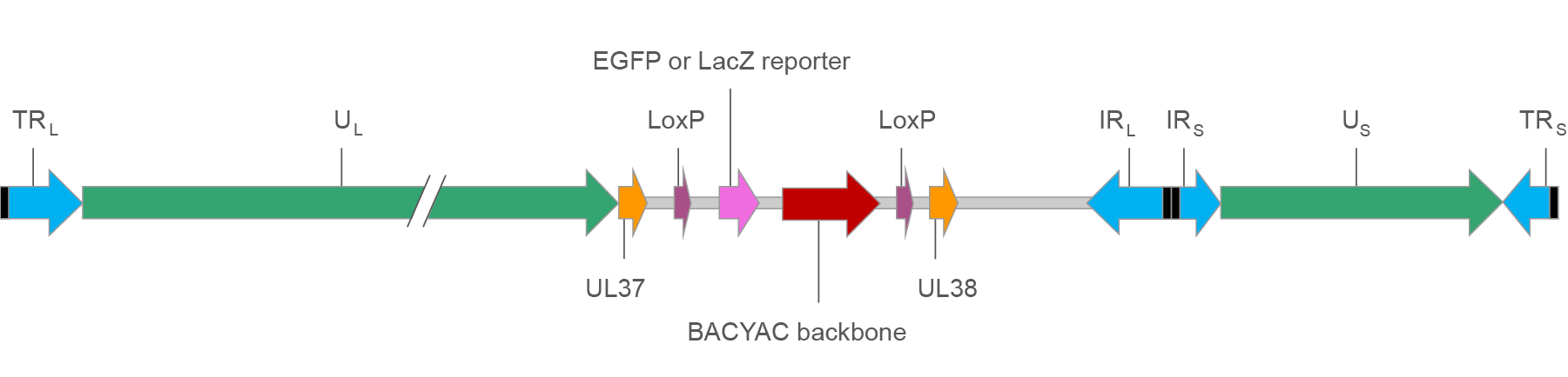 Map of HSV BACYAC with EGFP/LacZ reporter.