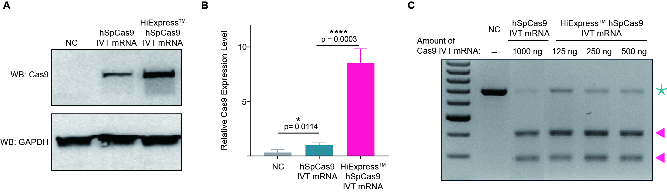 Validation_of_hSpCas9_mRNA_knockout_with_dual_gRNAs