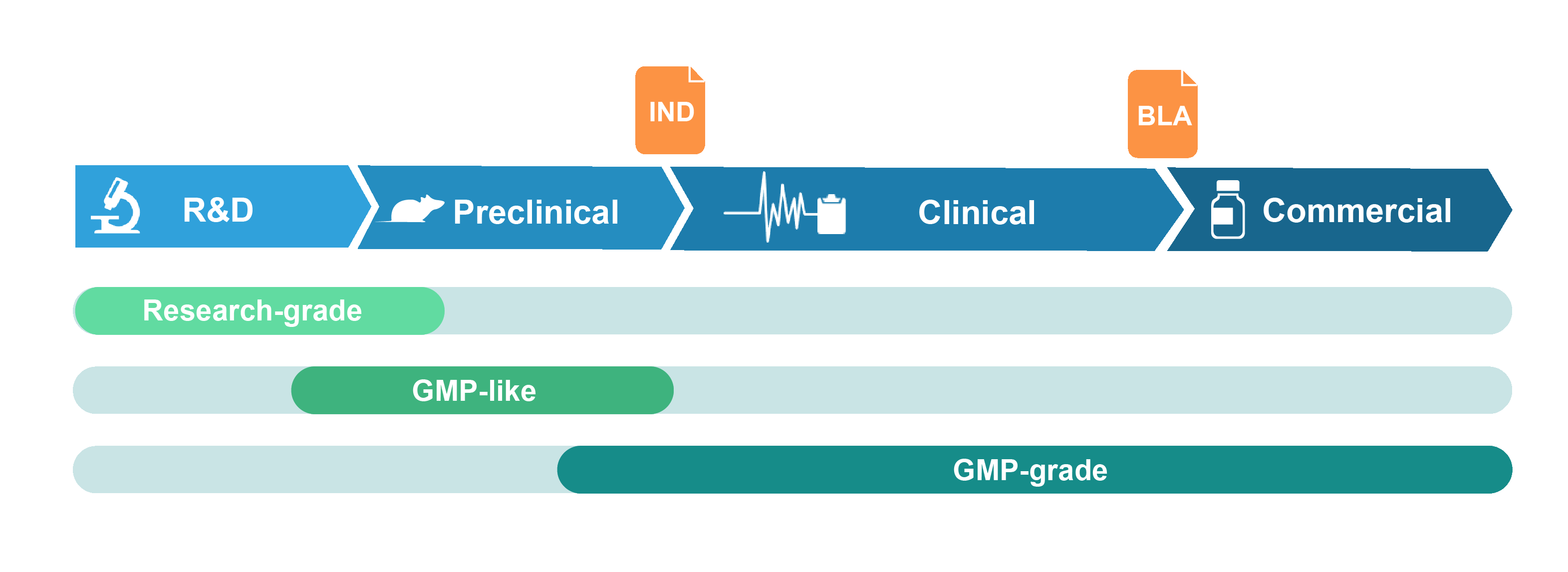 GMP-like plasmid for preclinical studies and GMP-grade plasmid for clinical and commercial use.