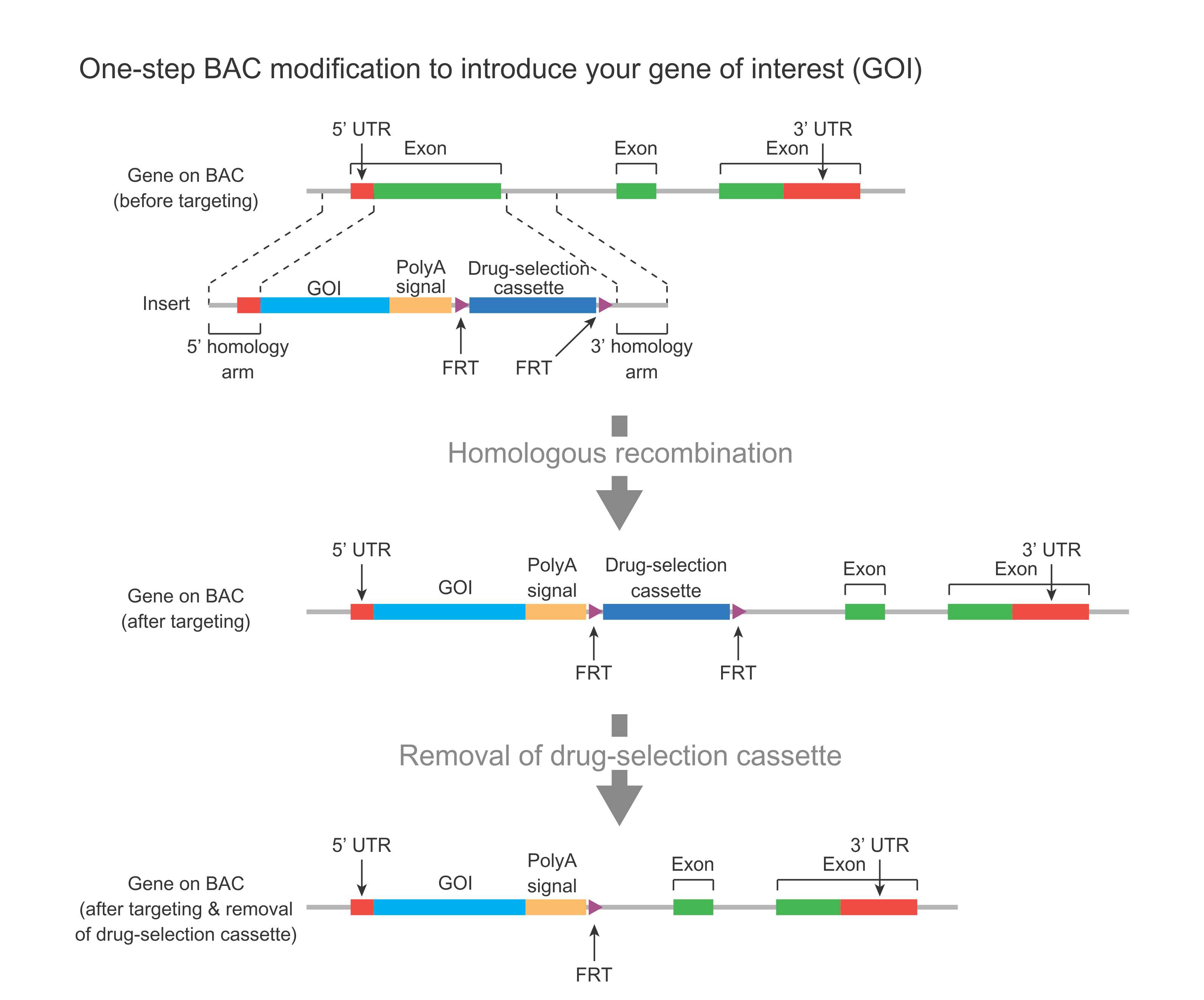 One-step Bac modification to introduce your gene of interest (GOI).