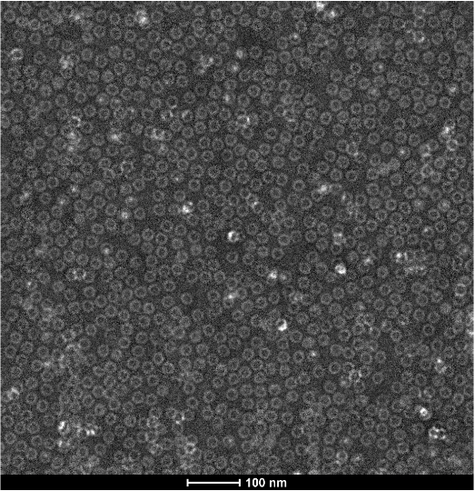 Transmission electron microscopy (TEM) image for AAV9 virus-like particles (a.k.a AAV9 empty capsid).