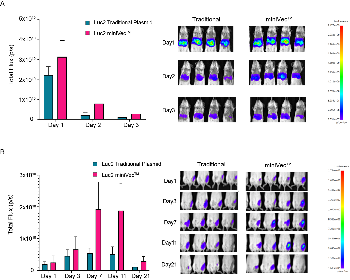 miniVecTM exhibits increased and prolonged luciferase expression compared to traditional plasmids in mice