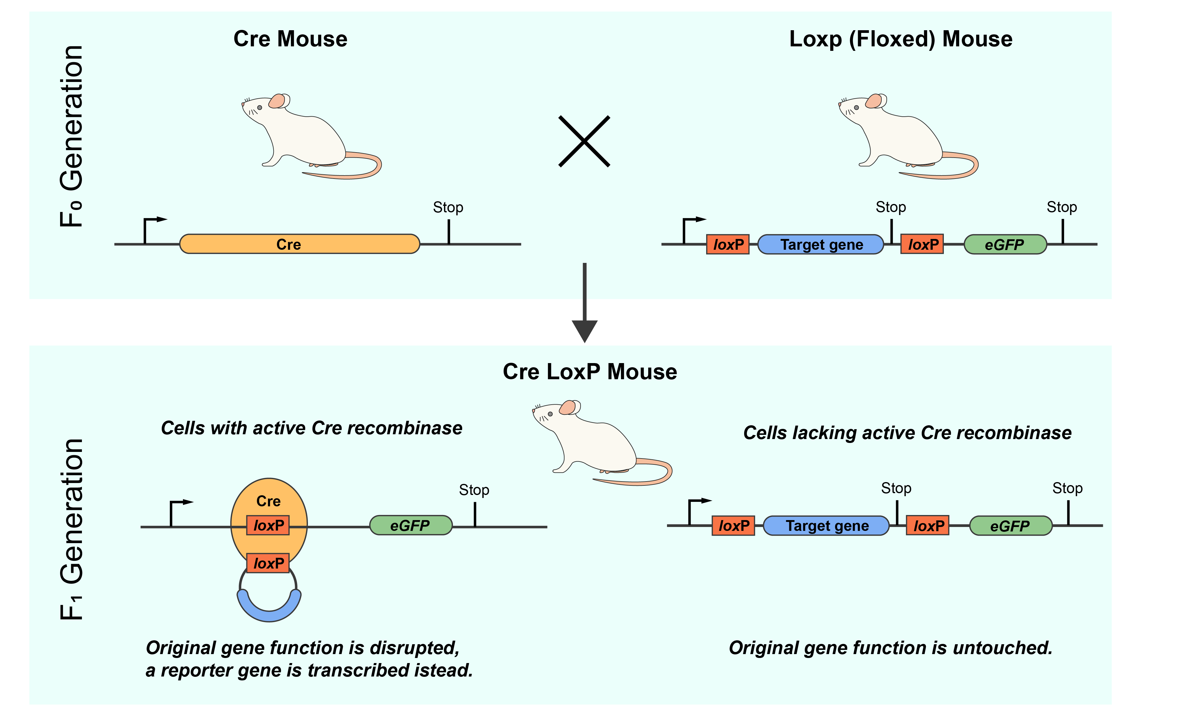  Mechanism of generation of tissue specific knockout mice using the cre-lox system.