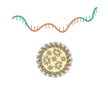 IVT-RNA-LNP