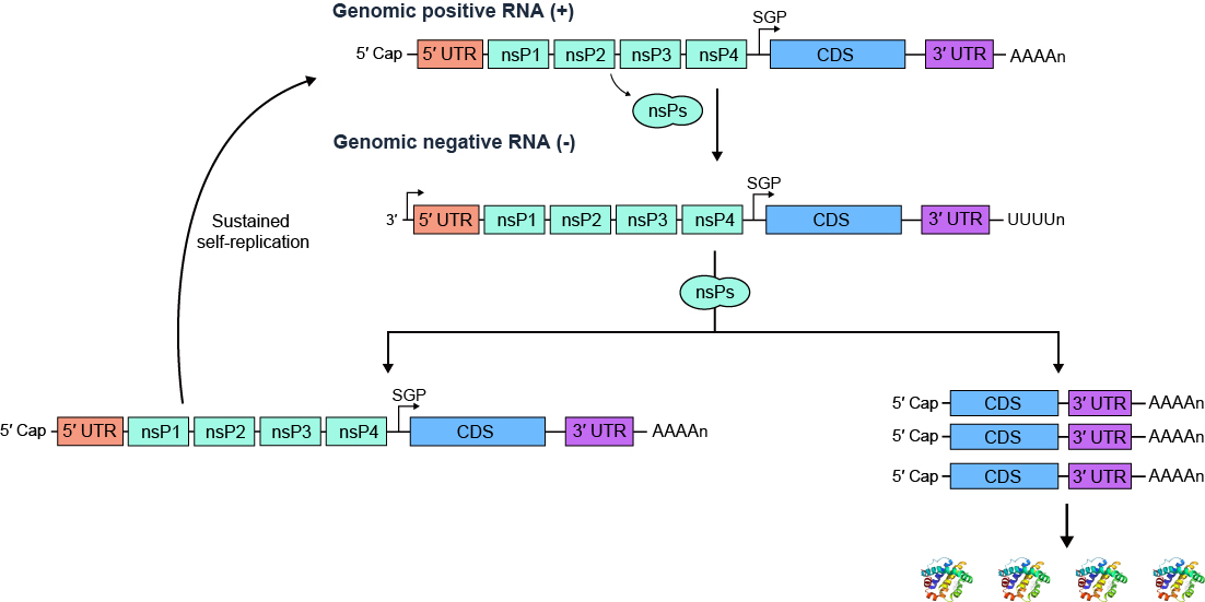 Mechanism of saRNA replication